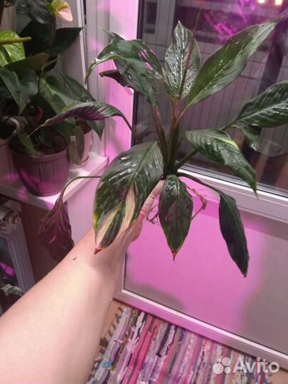 Спатифиллум Домино