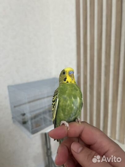 Волнистый попугай ручной