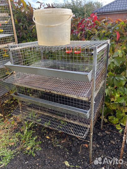 Клетки для перепелов бу
