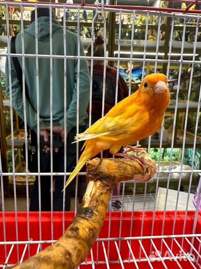 Кенар поющий