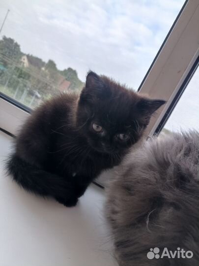 Продаю 2 котят. Цена договорная