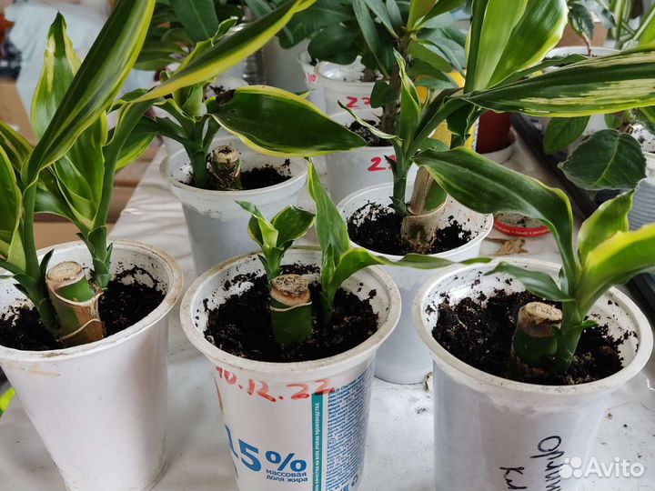 Драцена Сандера