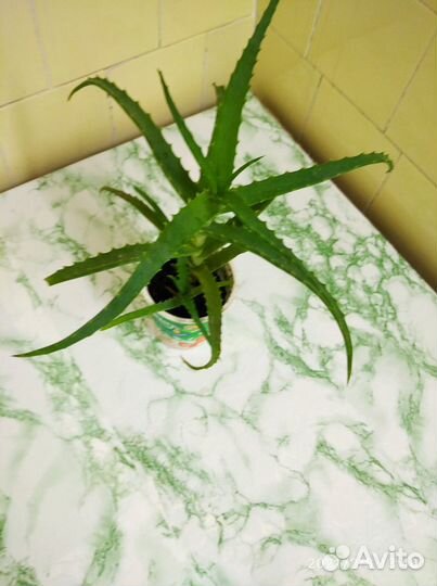 Алоэ столетник