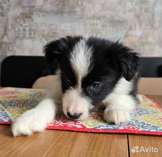 Щенок бордер колли