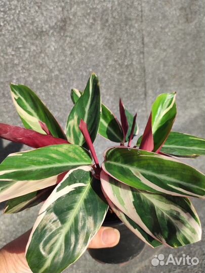 Строманта триколор