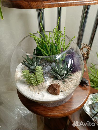 Живой флорариум