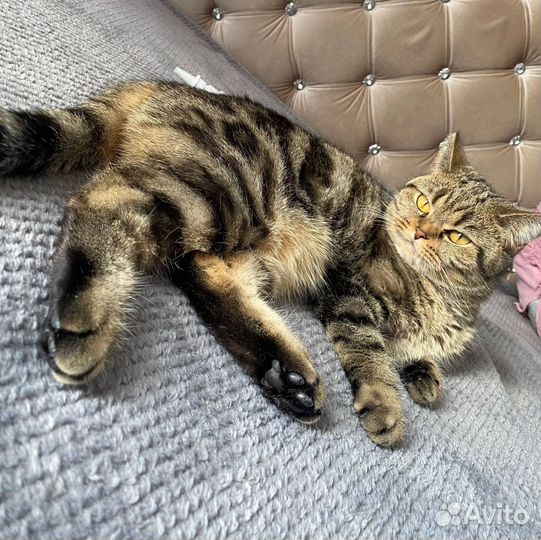 Кошка в дар