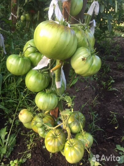 Помидоры, кабачки