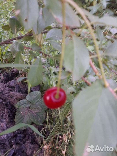 Вишня и сливы