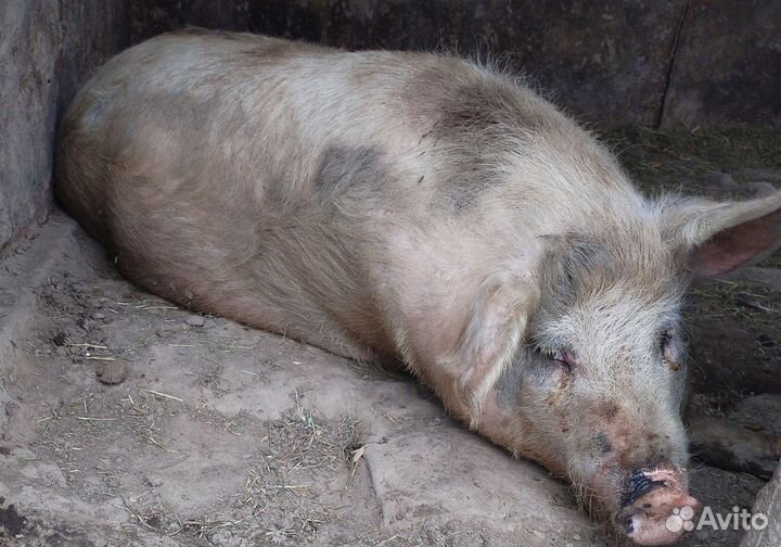 Хряк на племя