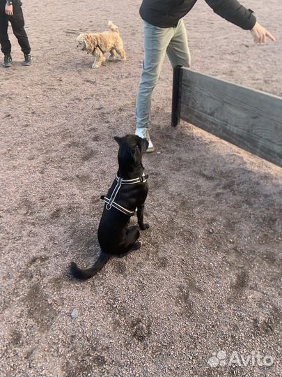 Кинолог зоопсихолог с выездом