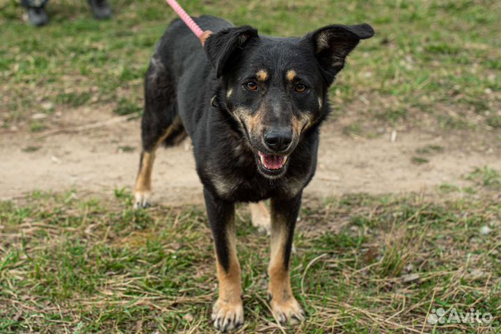 Заберите Каштана в семью (Собака из приюта)