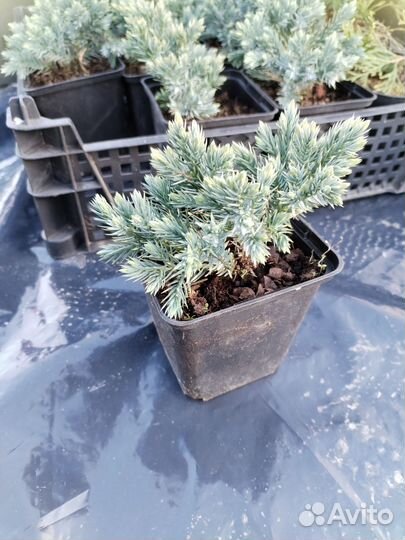 Можжевельник