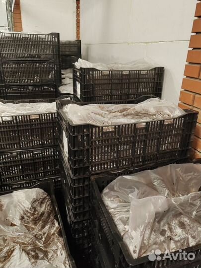 Лилии сорта Manissa