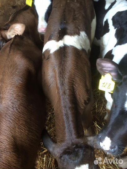 Бычки на откорм