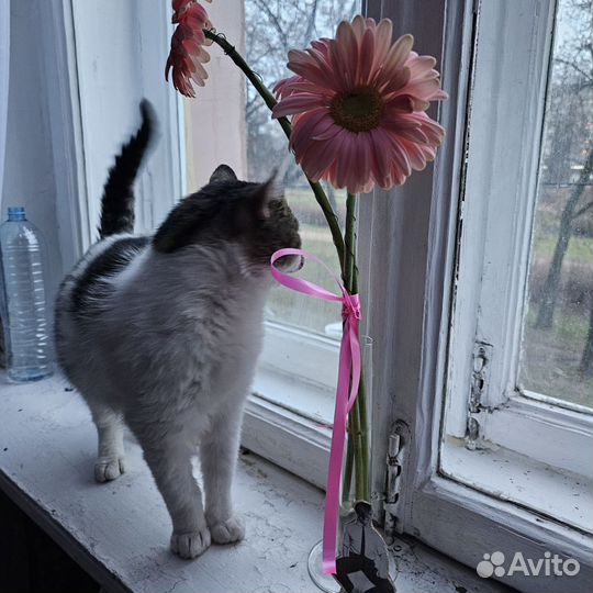 Кот Борис в добрые руки