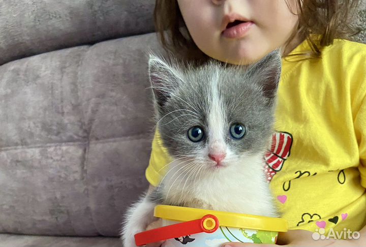 Кошка, котята