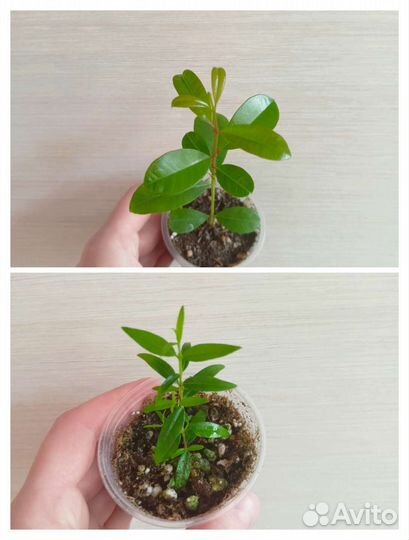 Мирты и семейство миртовых