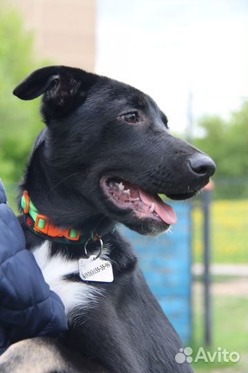 Щенок девочка Звездочка в добрые руки бесплатно