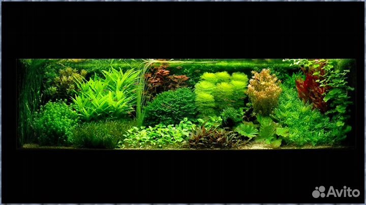 Оформление аквариума, запуск, обслуживание