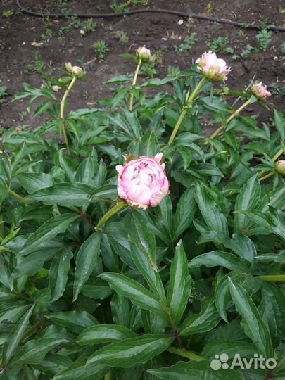 Пионы рассада, саженцы