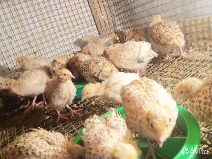 Перепела 2 недельные