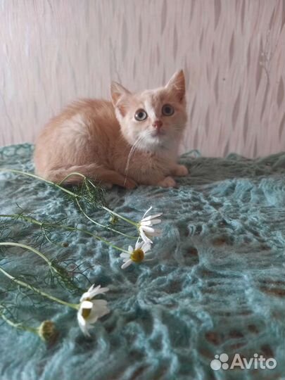 Малышка ищет дом