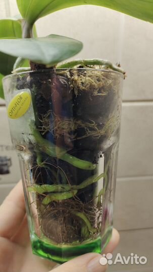 Детка орхидеи фаленопсиса Джулии ароматной