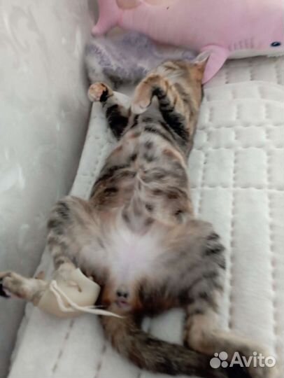 Кошка инвалид Бусинка, 3 года