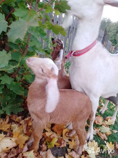 Нубийсие козы козлы козлята