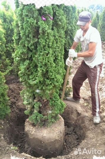 Помошник ландшафтного дизайнера