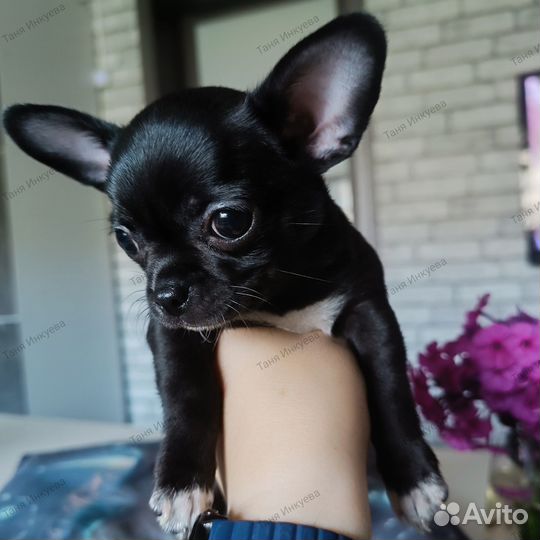 Щенки чихуахуа г/ш