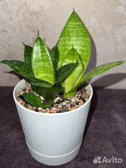 Сансевиерия Ханни Лемон