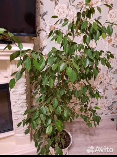 Фикус Бенджамина