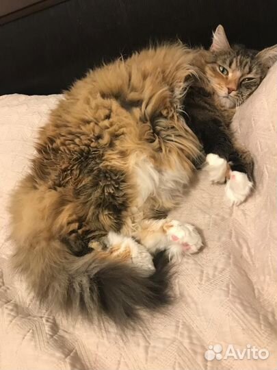 Кошка в дар