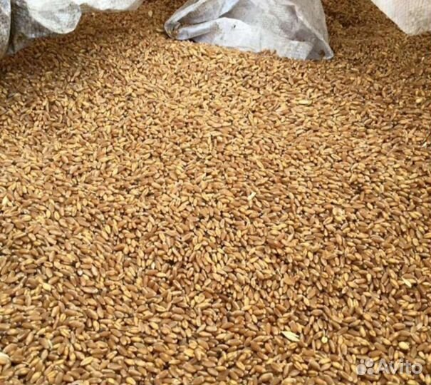 Продам пшеницу, ячмень.Урожай 2022г