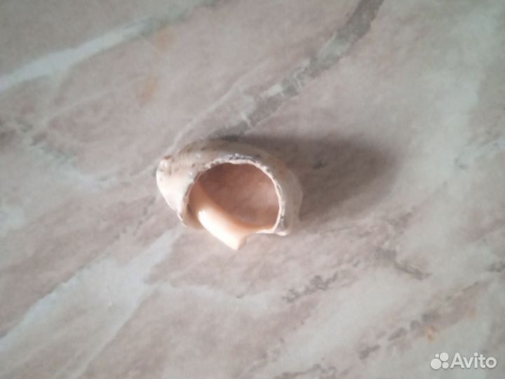 Морское Украшения