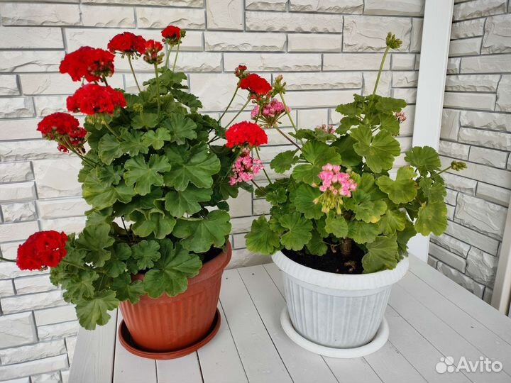 Короловская пеларгония с горошком