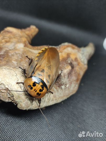 Декоративные и кормовые тараканы