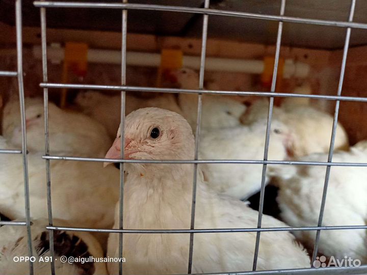 Яйца перепелиные инкубационные