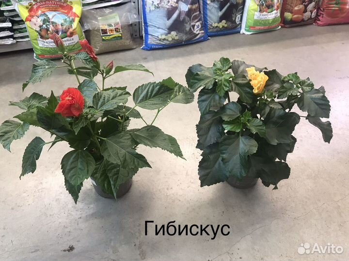 Комнатные растения