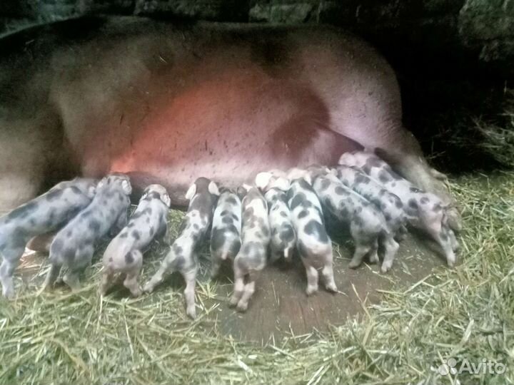 Пьетрен-см-1