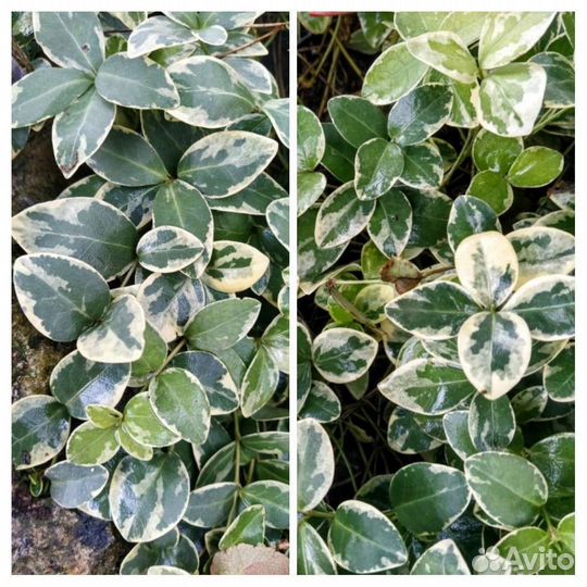 Вечнозелёные почвопокровники. Только по Крыму