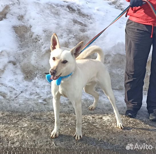 Бывшедомашнему Ричи нужен дом