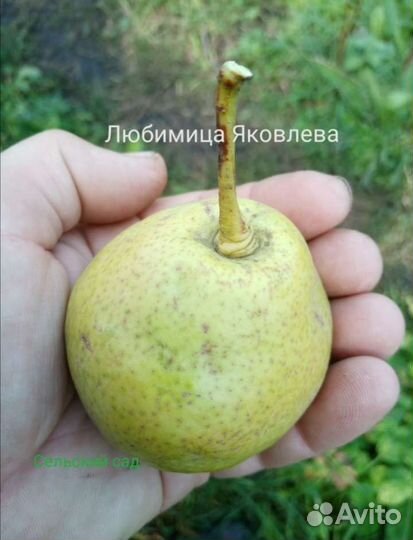 Саженцы яблони и груши