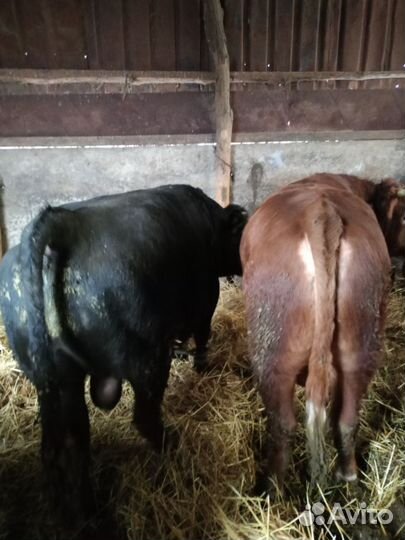 Быки на мясо живым весом