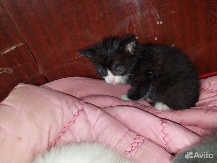 В добрые руки