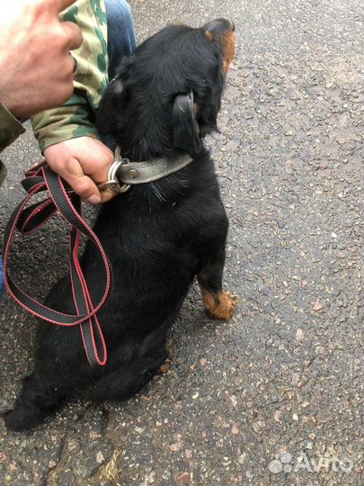 Ягдтерьер даром