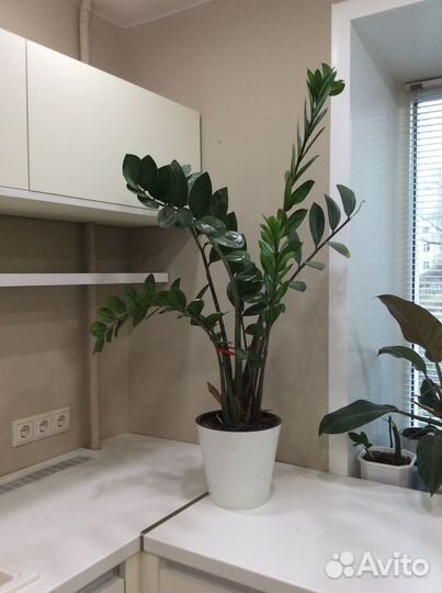 Замиокулькас