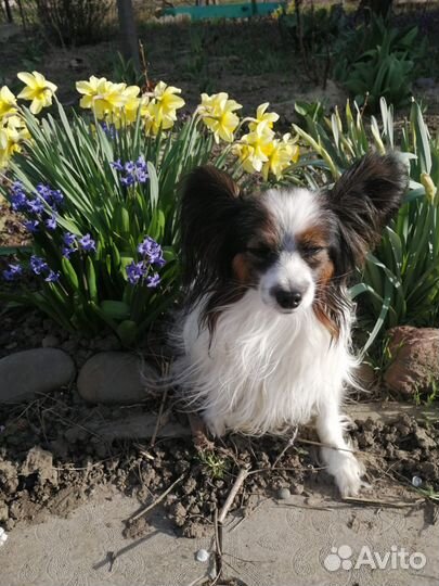 Папийон вязка